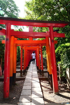 東京散歩(根津神社)