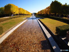 カナールイチョウ並木(昭和記念公園)