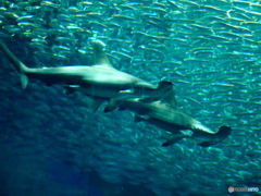 海の中道マリンワールド