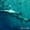 海の中道マリンワールド