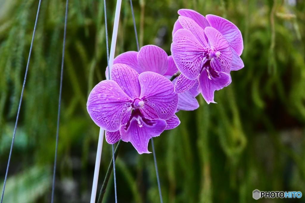 ケアンズ・ボタニック・ガーデンズ