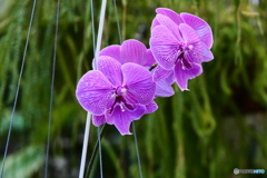 ケアンズ・ボタニック・ガーデンズ