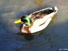 哲学の道のカモ