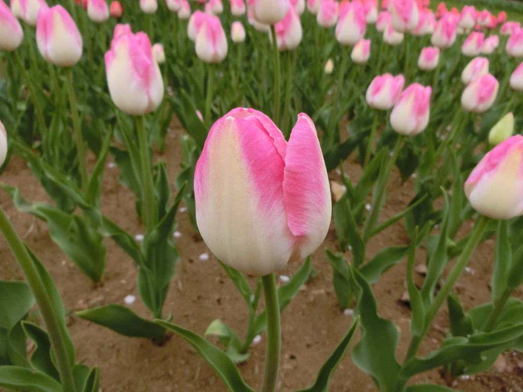 昭和記念公園にて