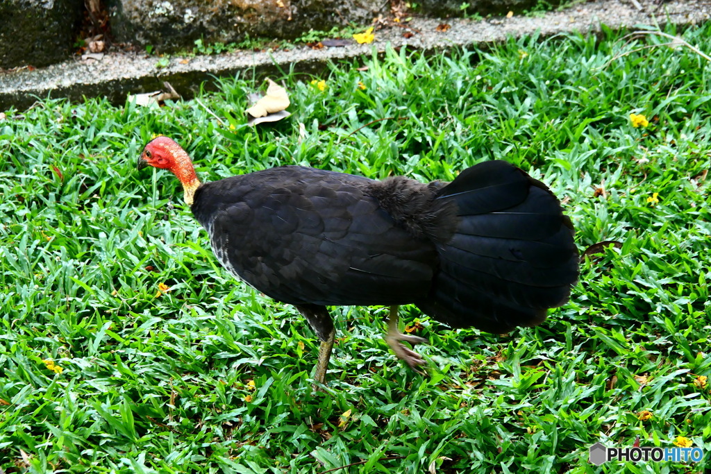 ケアンズの鳥たち