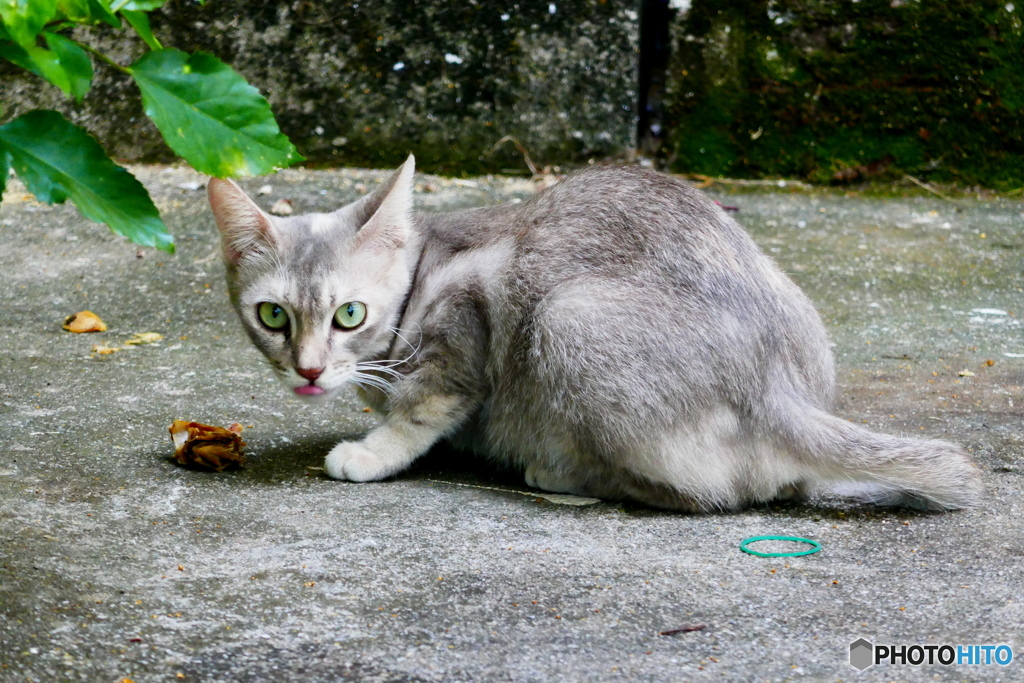 ランカウイ島のネコ