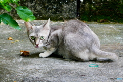 ランカウイ島のネコ