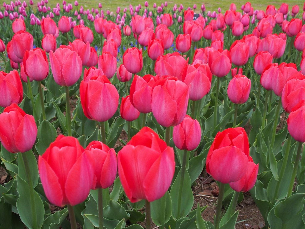 昭和記念公園にて