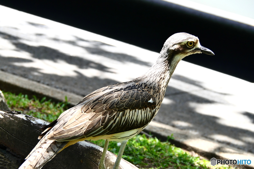 ケアンズの鳥たち