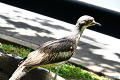 ケアンズの鳥たち