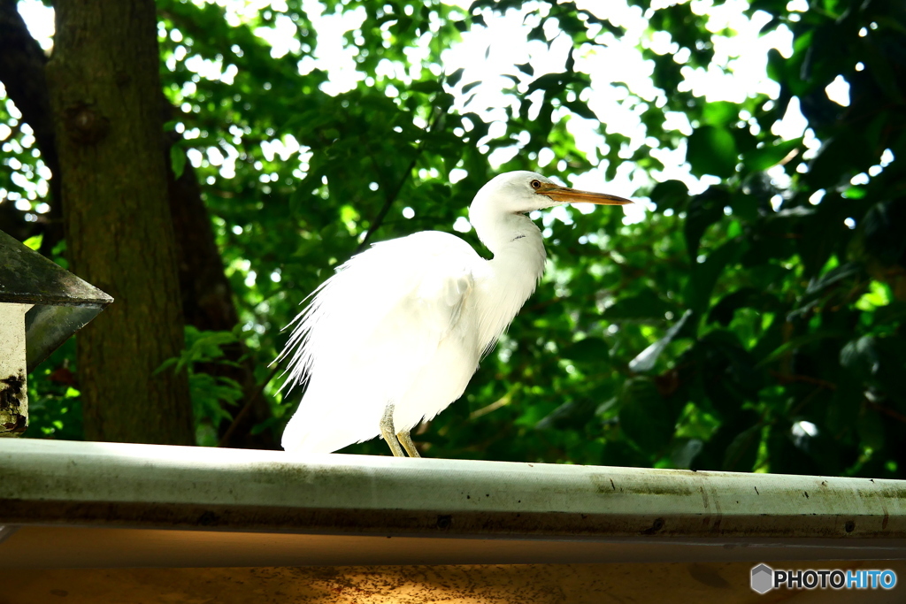 ケアンズの鳥たち