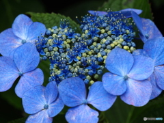 日向・馬ケ背の紫陽花