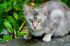 ランカウイ島のネコ