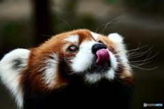 天王寺動物園