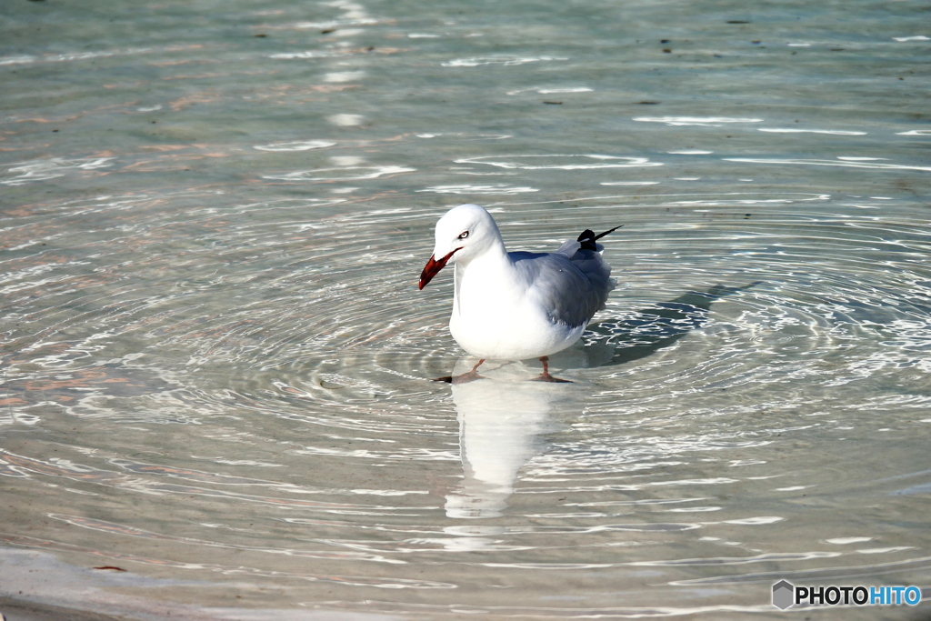 ケアンズの鳥たち