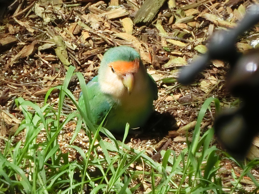 Maui (20)
