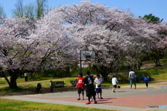 航空公園の桜