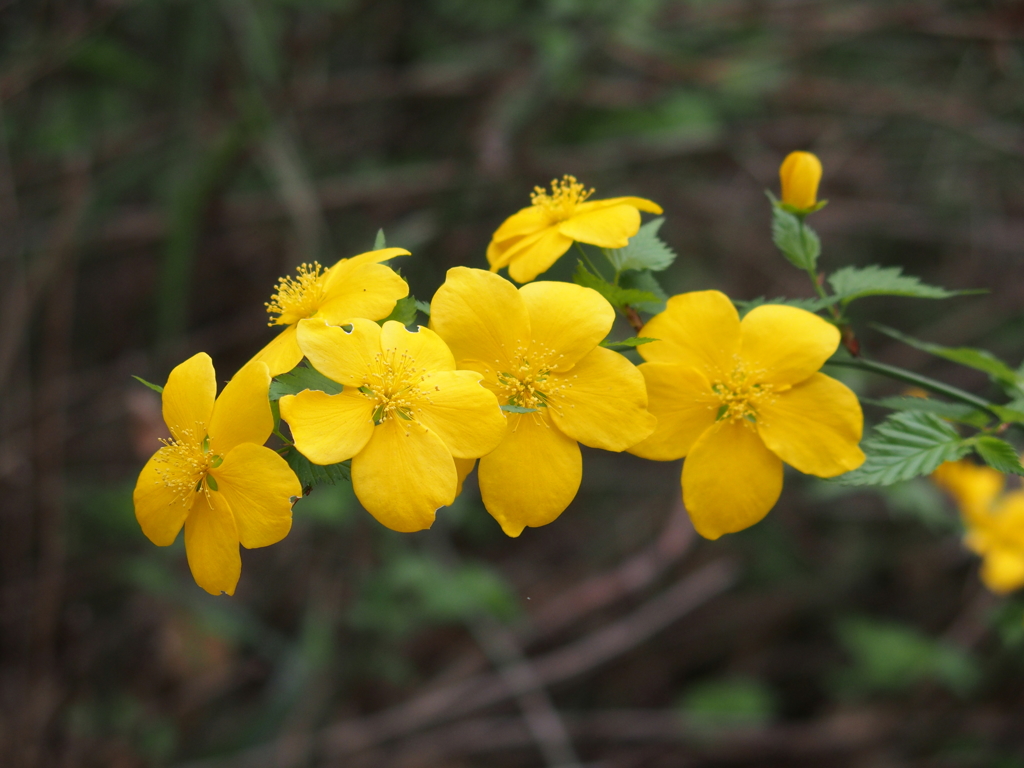 昭和記念公園にて