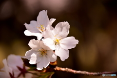 航空公園の桜