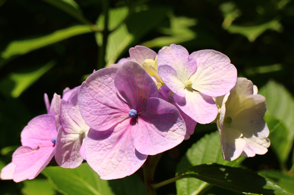 紫陽花(鎌倉にて)