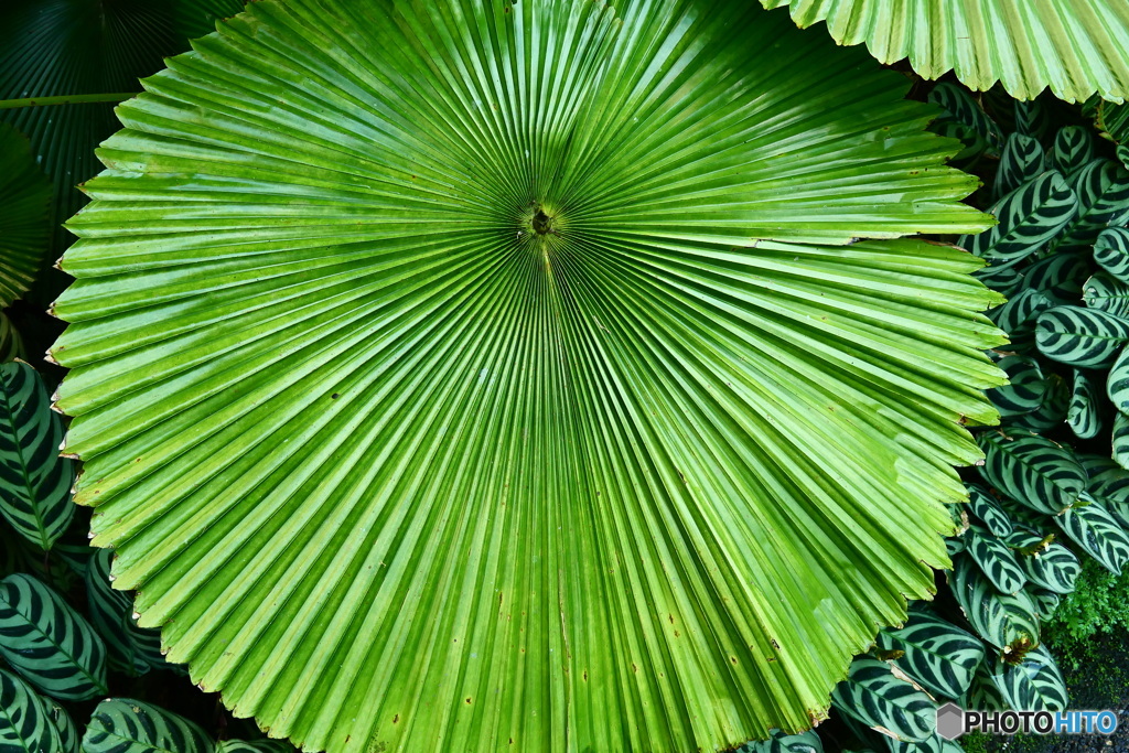 ケアンズ・ボタニック・ガーデンズ