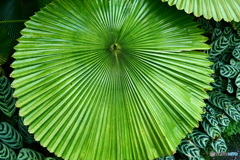 ケアンズ・ボタニック・ガーデンズ