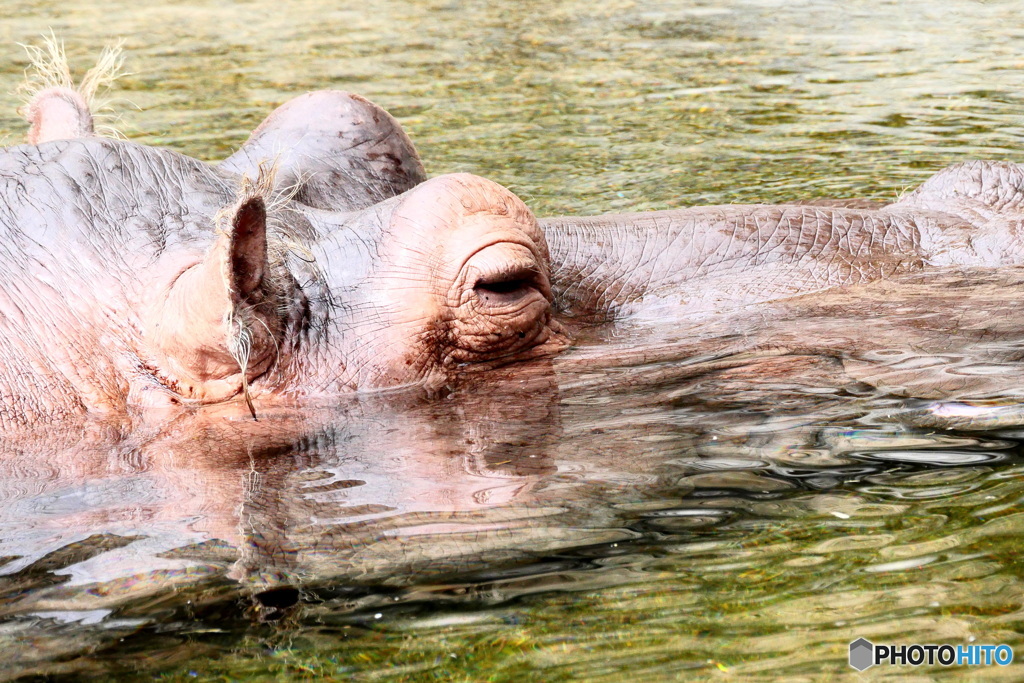 天王寺動物園