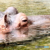 天王寺動物園