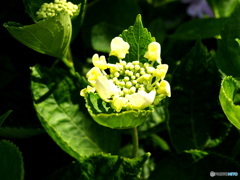 額紫陽花