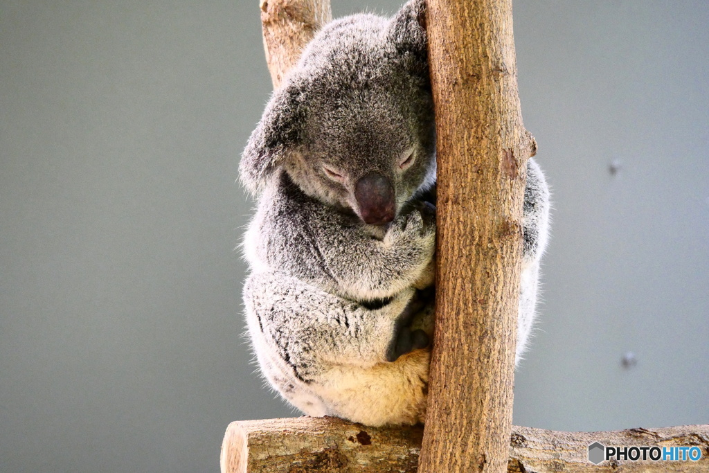  キュランダコアラガーデンズ