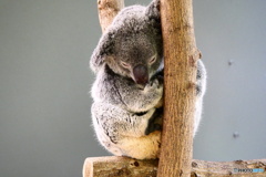  キュランダコアラガーデンズ