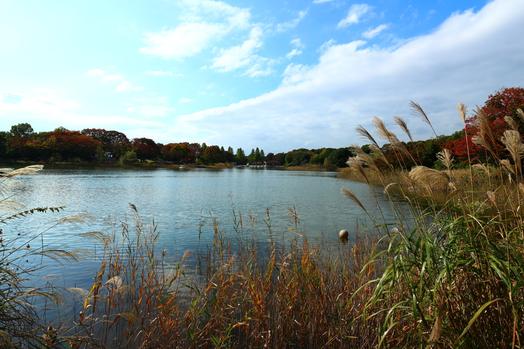 昭和記念公園の紅葉