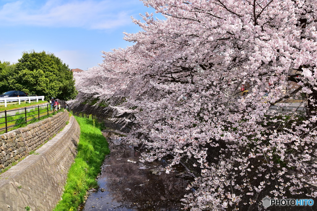 東川の桜