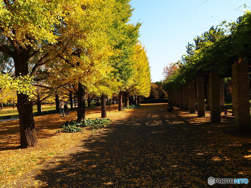 昭和記念公園