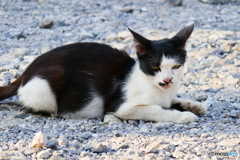 ランカウイ島のネコ