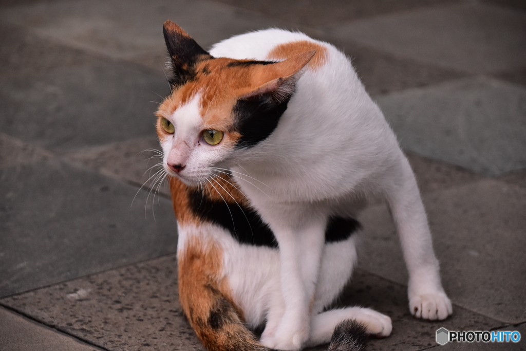 リサタ バリのモチ