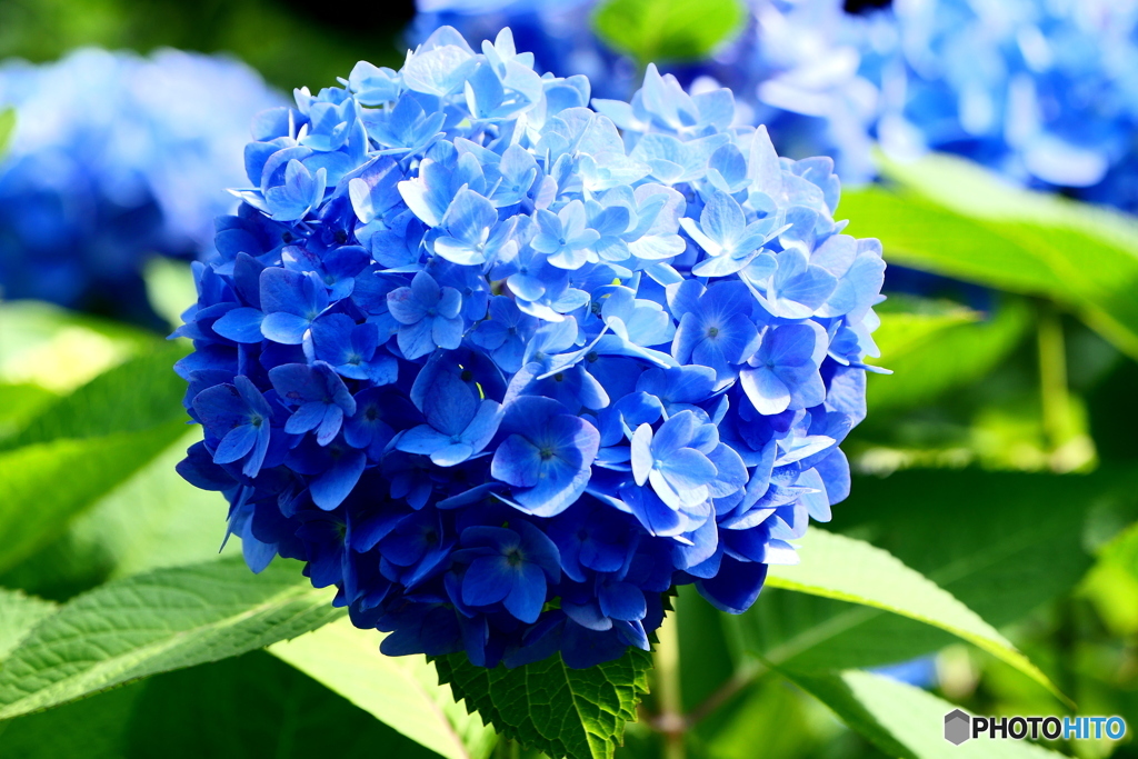湯島聖堂の紫陽花