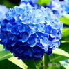 湯島聖堂の紫陽花