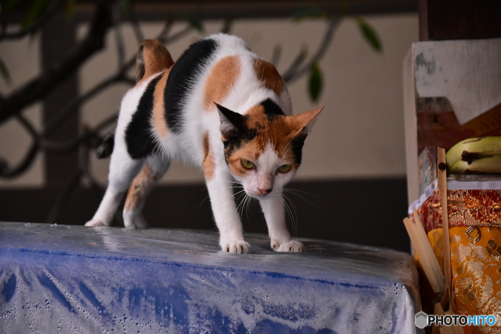 リサタ バリのモチ
