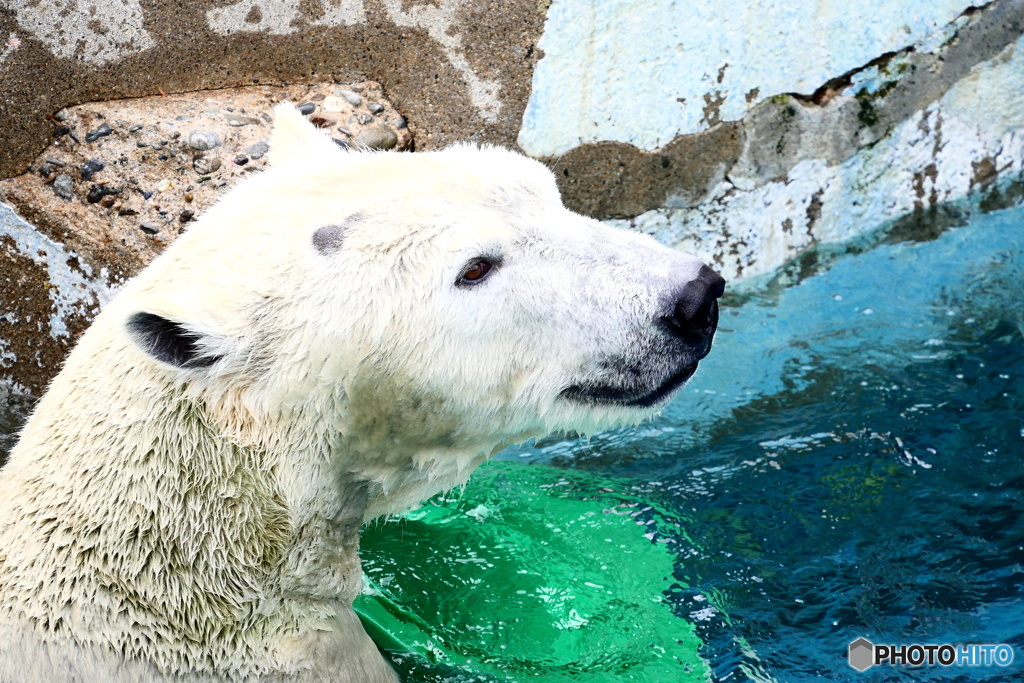 天王寺動物園