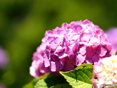 馬ケ背の紫陽花