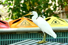 ケアンズの鳥たち