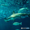 海の中道マリンワールド