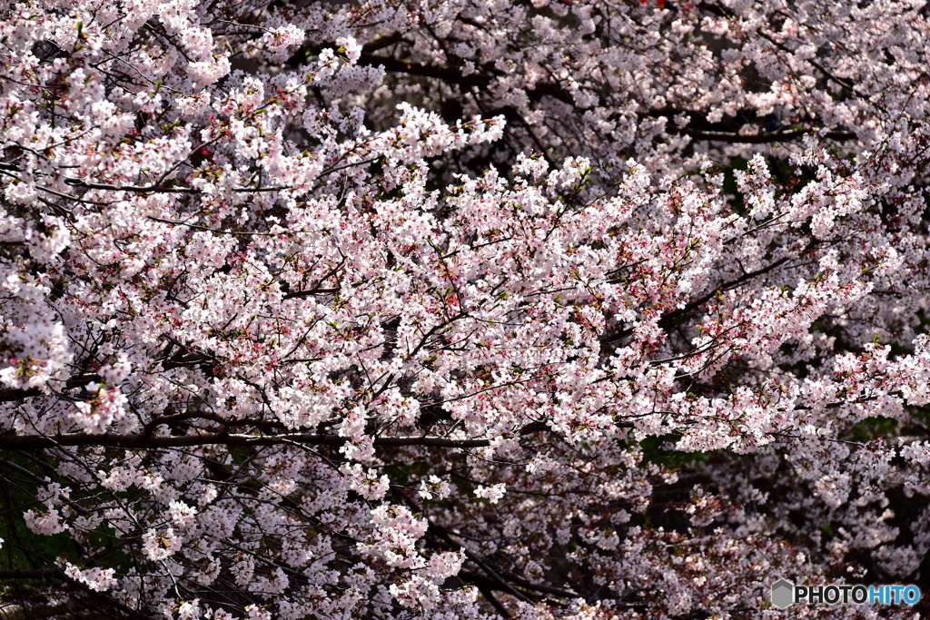 東川の桜