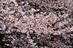 東川の桜
