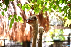 サイゴン動物園