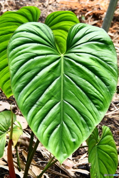 ケアンズ・ボタニック・ガーデンズ