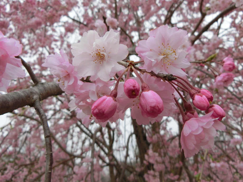 昭和記念公園にて
