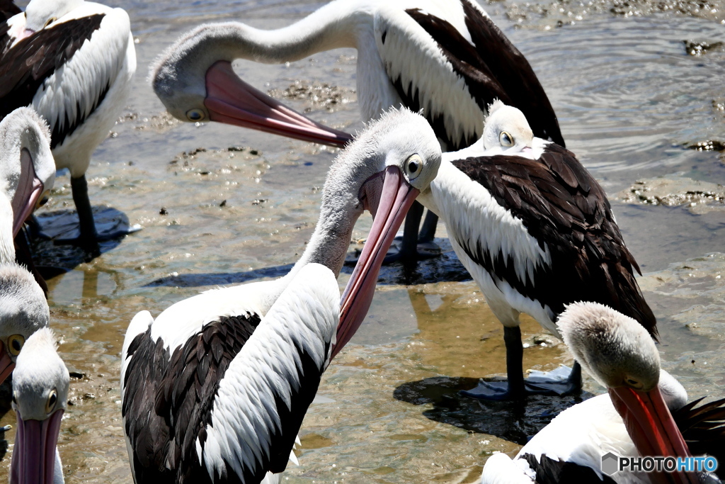 ケアンズの鳥たち