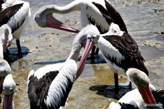 ケアンズの鳥たち